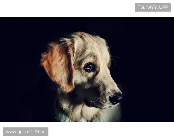 拉皮诺家的狗都比某些人年薪高